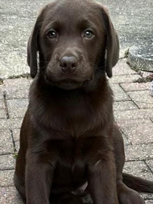 Faith's pup