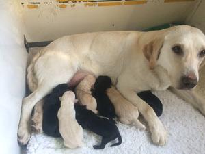 5 bitches 3 dogs