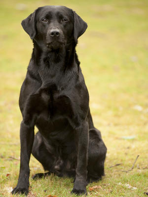 Cole (Sire)