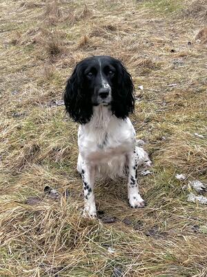Bean aka Snowdrop Scorpus