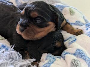 two black and tan boys