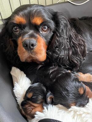 mum and babies