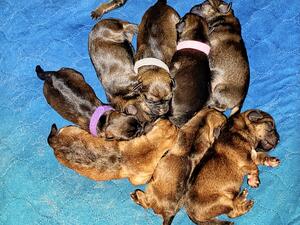 Lochlann Border Terriers