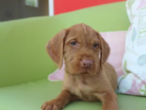 Pedigree Kc Registered Hungarian Wirehaired Vizsla Puppies In