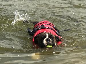 Enjoying her swim in the lake