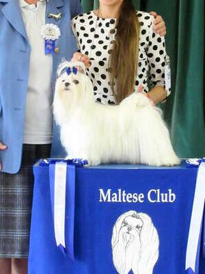 Mun- Best Puppy In Shoe Maltese Club CH 2019