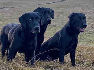 PADDY, WILSON & JINX