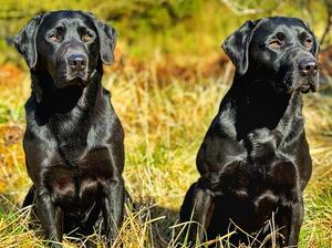 FTCH JAKE OF BLACKBURN & FTCH KNOCKYCLOVAUN RALPH
