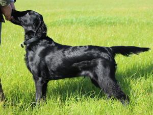 Dog pup at 5 months from Maias first litter