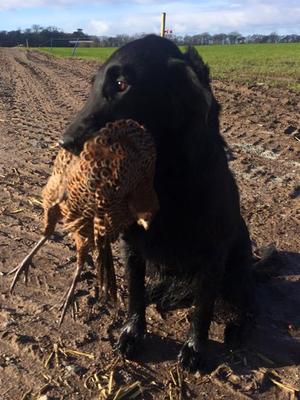 Maia retrieving her first pheasant