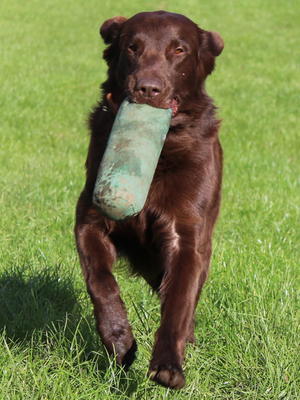 Bailey Retrieving