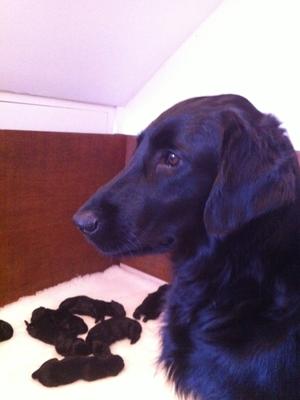 Keira with her first litter in 2012.