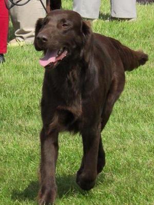 Bailey at Blackpool Champ Show 2014