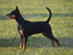 Keljantzi's Willow The Wisp For Rovilo