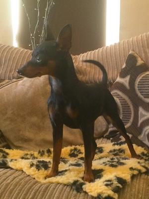 Bamtybo Arya Of Winterfell For Rovilo