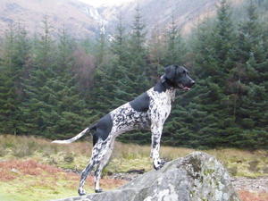 Star enjoying the wilds of Wales