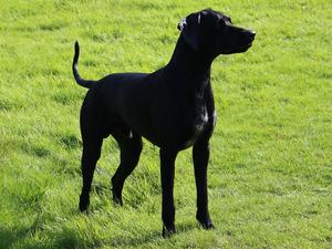 Indus at 10mths old