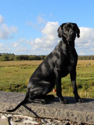 Indus a strong handsome lad