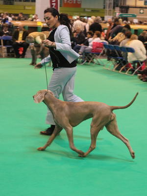Lady 1st Best Puppy Bitch Crufts 2015