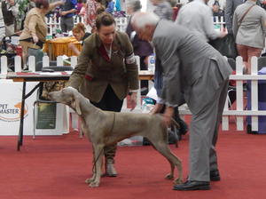 Bull Breeds All Breed Ch Show 2016