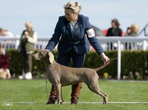 South Tipp Champ Show