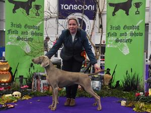 Irish Gundog Field & Show Society