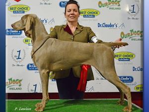 Banbridge All Breed Champ Show 2017