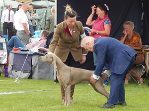 Dun Laoghaire All Breed Championship Show 2016