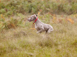 Josie In a field of her own