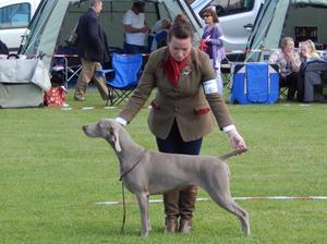 Irish Ladies Kennel Champ Show 2017