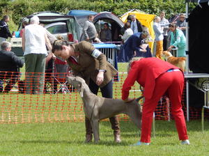 Sligo All Breed Championship 2016