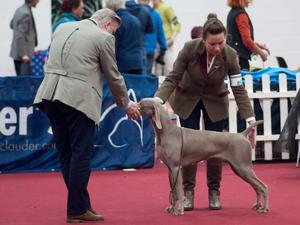 Irish Gundog & Field Group Ch Show 2016