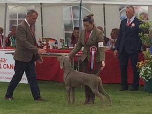 Swords All Breed Championship 2016