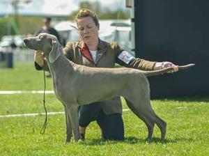 South Tipp All Breed Champ Show 2019