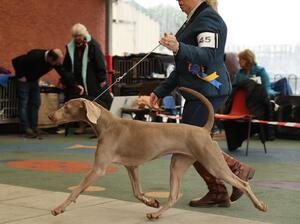 Omagh & District Canine Club