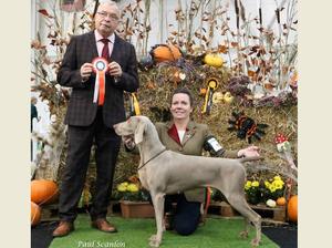 Irish Gundog and Field Show