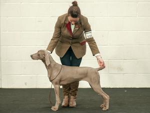 Irish Gundog Field & Show Society Open