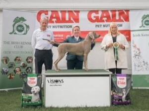 St Patrick's Champ Show Cloghran