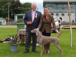 Black, Red or Golden Cocker Ch Show, Thurles 2016