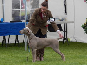 Bray Champ Show 2017
