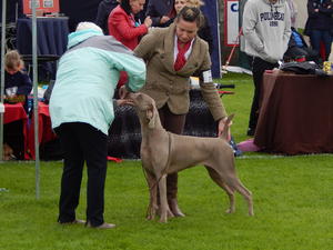 Kilkenny All Breed Championship 2016