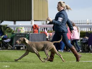 Combined Canine Easter Classic National