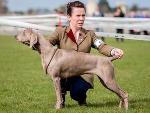 Portadown All Breed Champ Show 2017