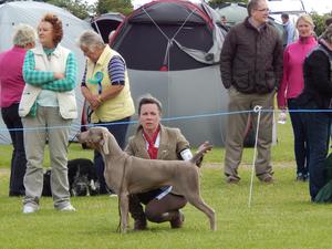 Bray All Breed Championship Show 2016