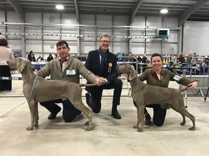 Belfast Dog Show Society Ch Show 2018