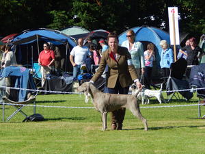Limerick All Breed Ch 2016