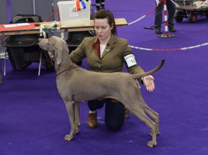 Irish Gundog and Field Open Show 2019