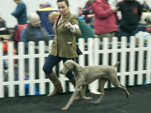 Dublin Cocker Show 2017