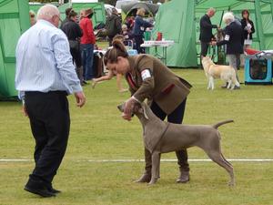 Clonmel All Breed Ch Show 2016