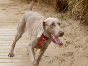 Josie heading for the dunes